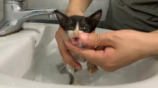 Kitten wont stop crying in the first bath [upl. by Boar623]