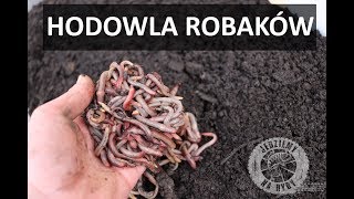 Oszczędzaj na robakach  HODOWLA DENDROBENY  Wędkarski Coach [upl. by Annahsirhc]