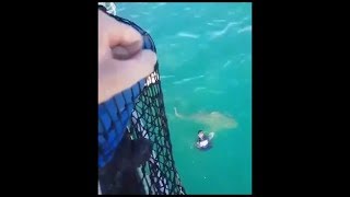 🇳🇨🦈Nouvelle Calédonie  Un marin échappe à une attaque de requin bouledogue shark  18072018 [upl. by Belak822]