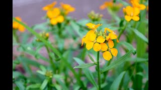 Erysimum allionii  Siberian Wallflower [upl. by Halyk]