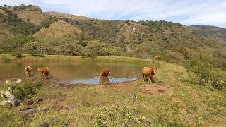 P169 Rancho con sorprendente cosecha de agua y resultados [upl. by Kim]