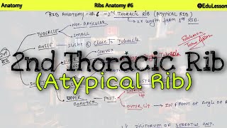 Ribs Anatomy 69  2nd Thoracic Ribs Borders and Attachments  Atypical Ribs [upl. by Oneil128]