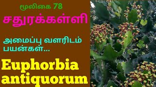 சதுர கள்ளி மரம்chathura kalli treeEuphorbia antiquorum [upl. by Relyc214]