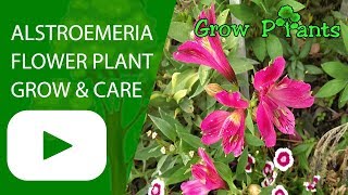 Alstroemeria flower plant  growing and care [upl. by Liuqa]