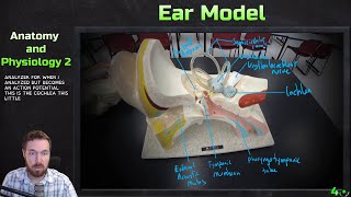 Ear Model Anatomy  Anatomy and Physiology 2 [upl. by Ynattyrb841]