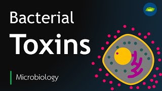 Bacterial Toxin  Exotoxin  Endotoxin  Microbiology  Basic Science Series [upl. by Odnamra777]