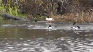 hilarious merganser duck chase [upl. by Pauly]