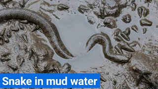 How to survive snake in water and mud water [upl. by Holmes]