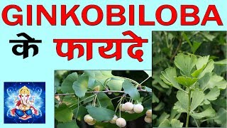 Ginkgo Biloba जड़ी बूटी के फायदे खुराक और नुकसान  Ginkgo Biloba ke fayde [upl. by Yeliw]