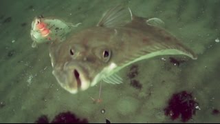 Flatfish Hunt  Baltic Sea  Waterwolf  September 2015 [upl. by Karlene360]