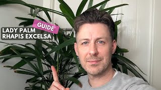 Lady Palm Rhapis Excelsa Care Guide and Growing Tips [upl. by Dosh484]