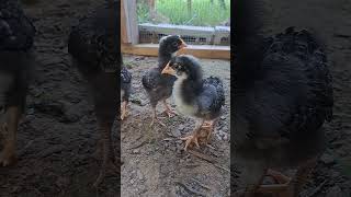 Barred Rock Chicks chicken chickenlife chickenbreeds countrylife cute tHISWay911 [upl. by Kristine462]