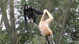 Gibbons singen [upl. by Hen]