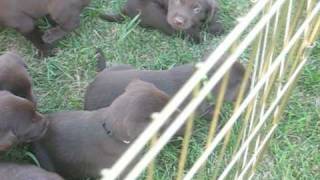 Chocolate Lab puppies at 4 weeks old [upl. by Yellhsa]