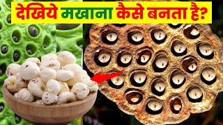 देखिए मखाना कैसे बनता है  Makhana Kaise Banta hai  Makhana Making Process  Makhana ki Kheti [upl. by Osswald]