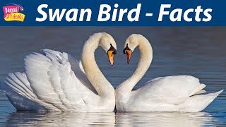 Swan Bird 10 Facts with Bommi  BommiandFriends  WorldWideFacts [upl. by Elleira]