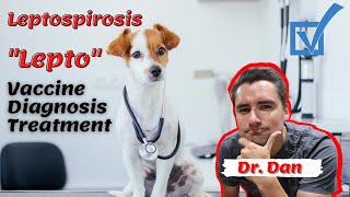 Leptospirosis in the dog Lepto vaccine symptoms of the disease and treatment [upl. by Richie]