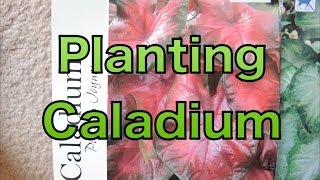 Planting Caladium Bulbs  Lets get a head start [upl. by Eednam]