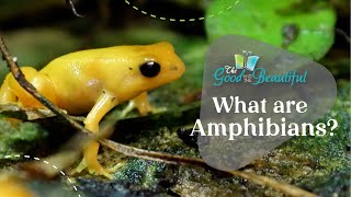 What are Amphibians  Reptiles Amphibians and Fish  The Good and the Beautiful [upl. by Beard]