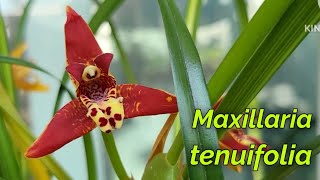 Maxillaria tenuifolia очередное домашнее цветение [upl. by Stella]