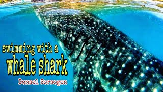 Whale shark interaction Donsol Sorsogon [upl. by Anthe443]