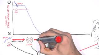 DNA Methylation and Development [upl. by Noryahs331]