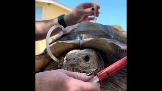 Feeding Tortoise through a tube [upl. by Odracer668]