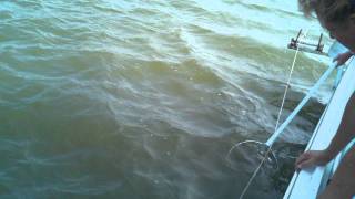 Trot Line Crabbing in Maryland [upl. by Hobie]