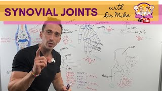 Synovial Joints [upl. by Naitsirhc]