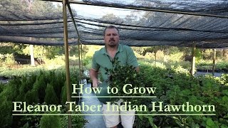 How to grow Eleanor Taber Indian Hawthorn with a detailed description [upl. by Senzer]