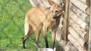 Manenwolven  Loupes à crinière  Maned wolves  Monde Sauvage Aywaille [upl. by Millard]