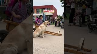 Little girl rides home in a unique doggy wagon after school [upl. by Joaquin]