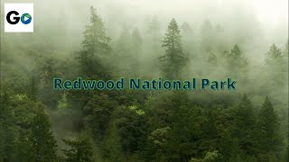 Redwood National Park [upl. by Hsina961]