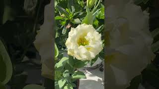 Lisianthus 🌸🌼lisianthus floridagardening zone10 containergardening flowers blooms gardening [upl. by Lovich]