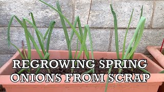 Regrowing Spring Onions from Scraps [upl. by Felder]