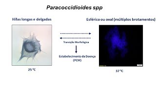 Superexpressão da paracoccina fenótipo e virulência de linhagens de Paracoccidioides brasiliensis [upl. by Naitsirt833]