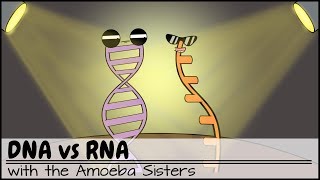 DNA vs RNA Updated [upl. by Ahsinej]