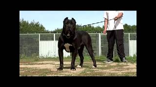 Black presa canario [upl. by Oglesby]