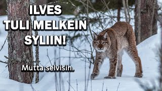 ILVES TULI MELKEIN SYLIIN [upl. by Nnylarej]