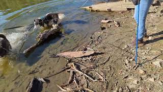 Loki and Bixby at Goldwater Lake [upl. by Mariandi326]