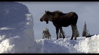 Moose and Malamute Messing About in the Snow Behaviour [upl. by Marcile]