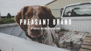 Pheasant Hunting with American Brittanys  Pheasant Brand  Dogtra ECollars [upl. by Valry]