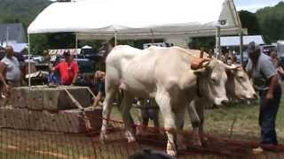 Oxen pull 7 on the 4th of July in Reading Vermont [upl. by Hachmann]