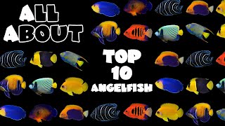 Top 10 Angelfish For A Saltwater Tank [upl. by Nalym391]