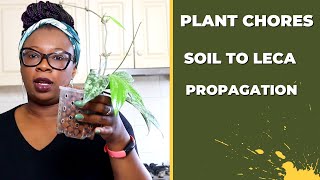 Plant Chores  Propagations amp Soil to Leca conversions  The Leca Queen [upl. by Prager709]