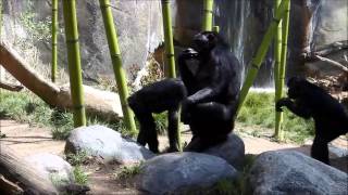 Bonobos at the San Diego Zoo [upl. by Enylecoj]