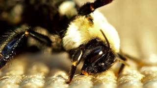 Bumble bees mating [upl. by Nilo]