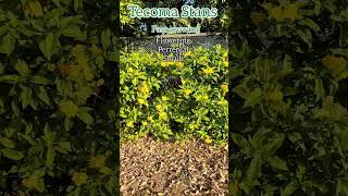 🏵🌿🏵 Yellow bellsTecoma stans Plant Care Tips aadishkiduniya shorts Tecoma yellowelder [upl. by Plumbo]