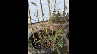 Mandevilla and preparing for Spring Planting [upl. by Ahsoet]