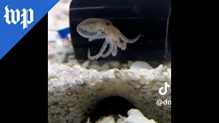 This family had one pet octopus Then there were 51 [upl. by Schmitt]